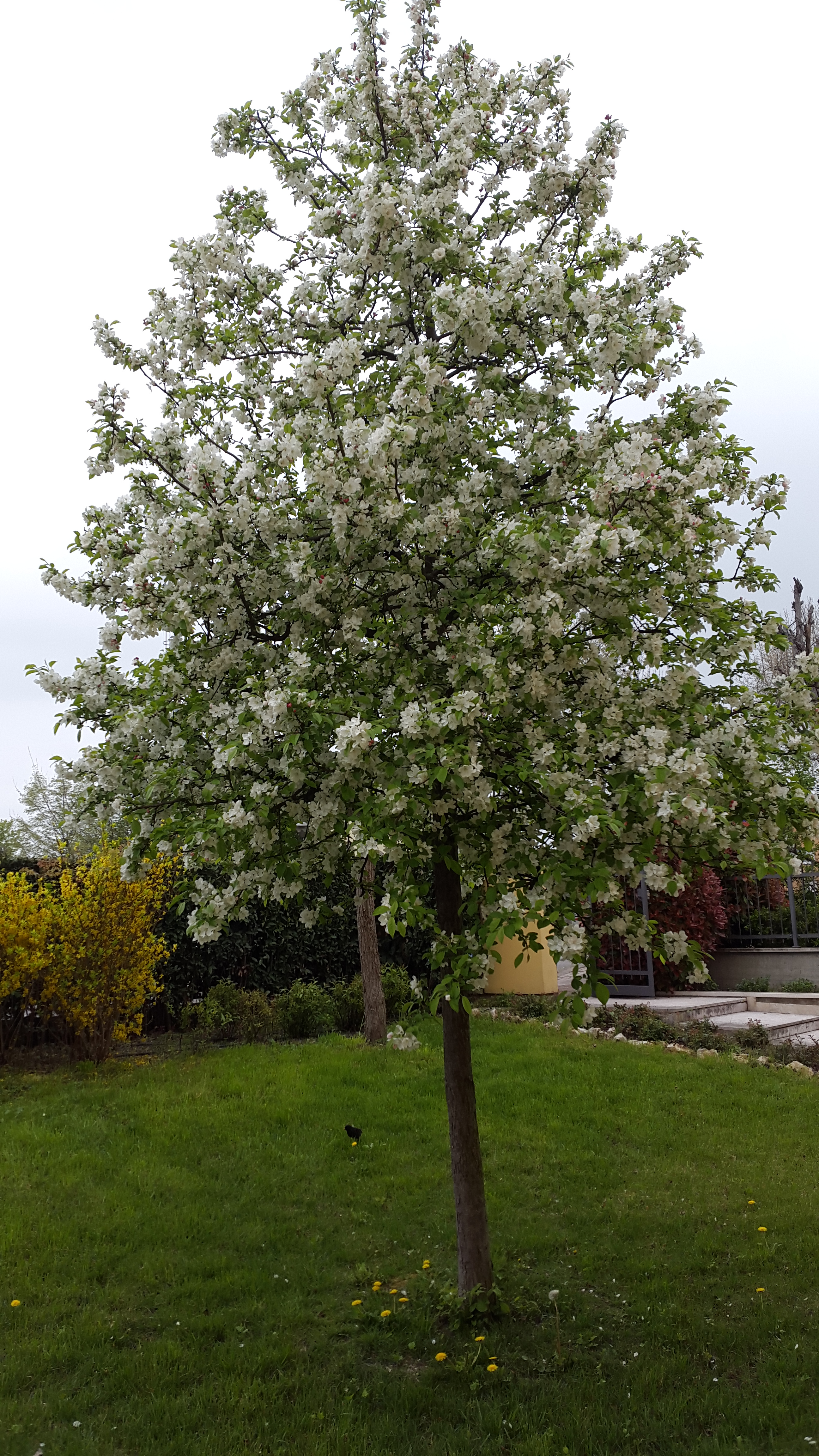 Piantumazione melo da fiore a Bastiglia