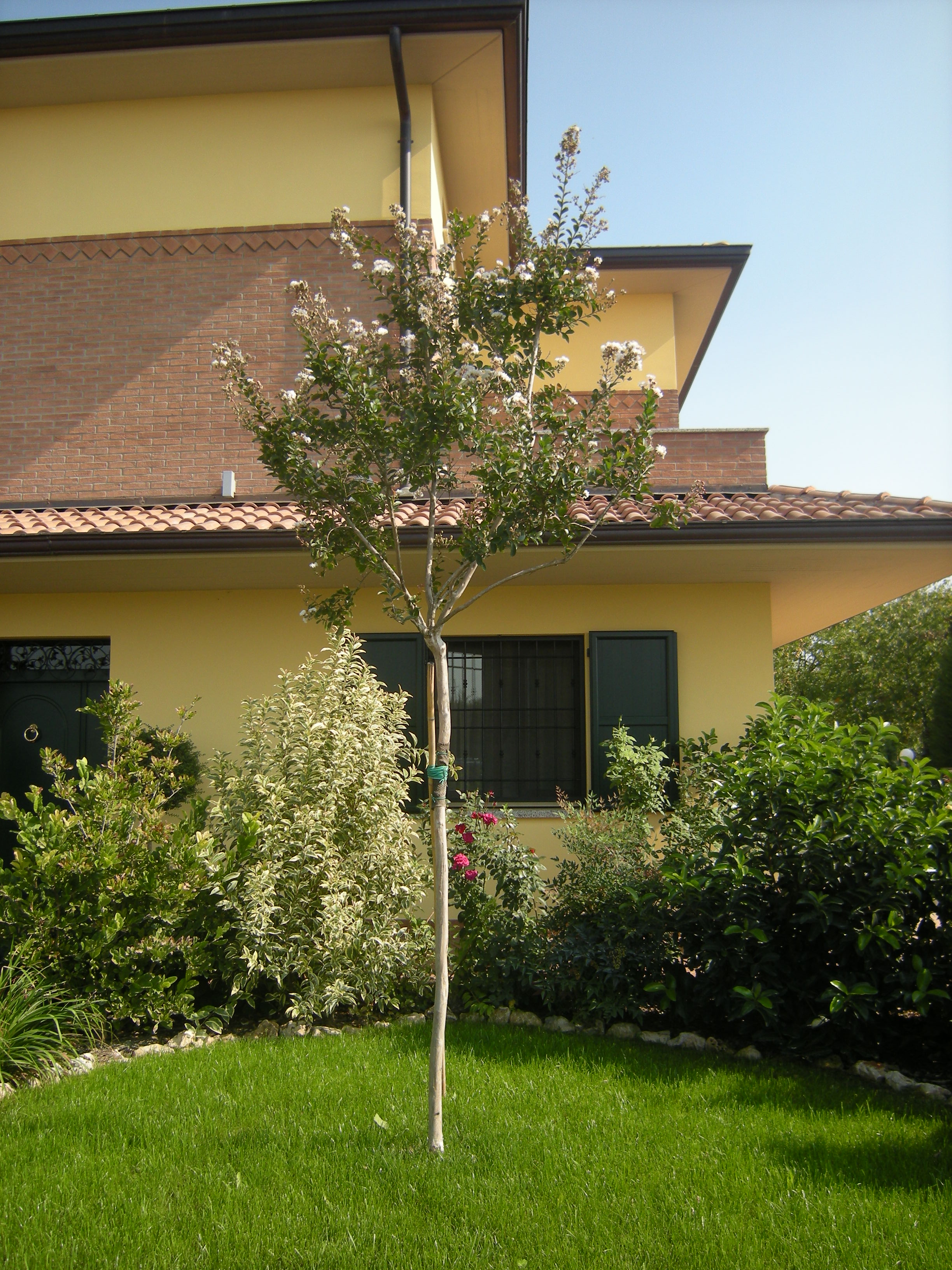 Lagerstroemia indica