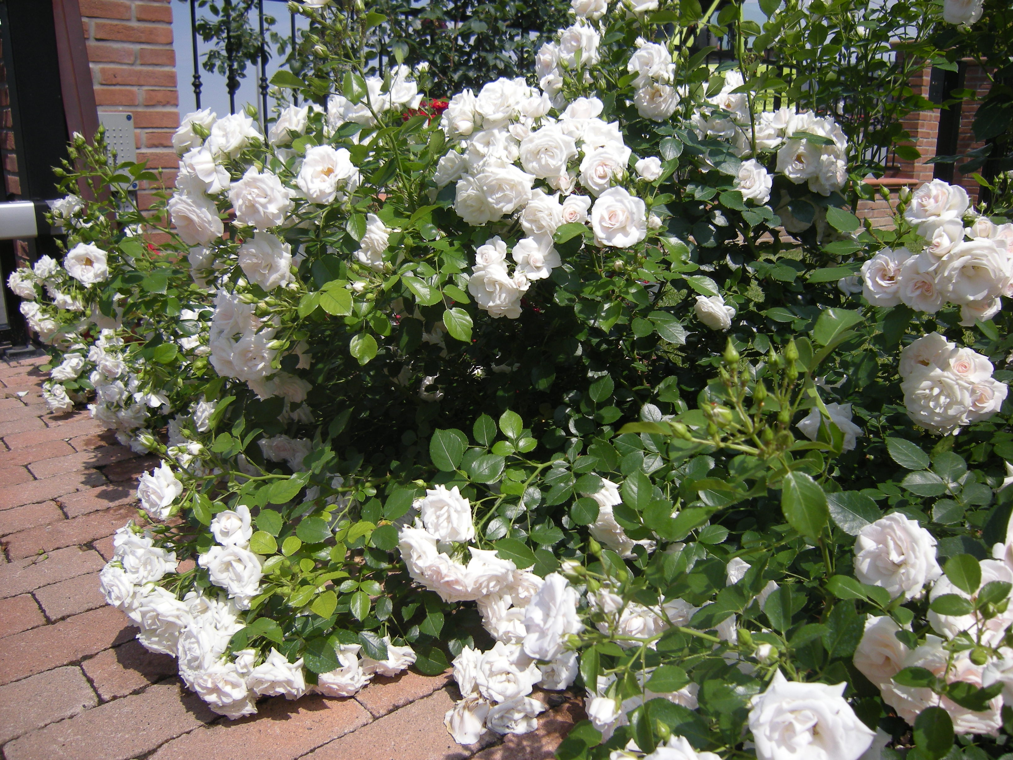 Dettaglio rosai tappezzanti