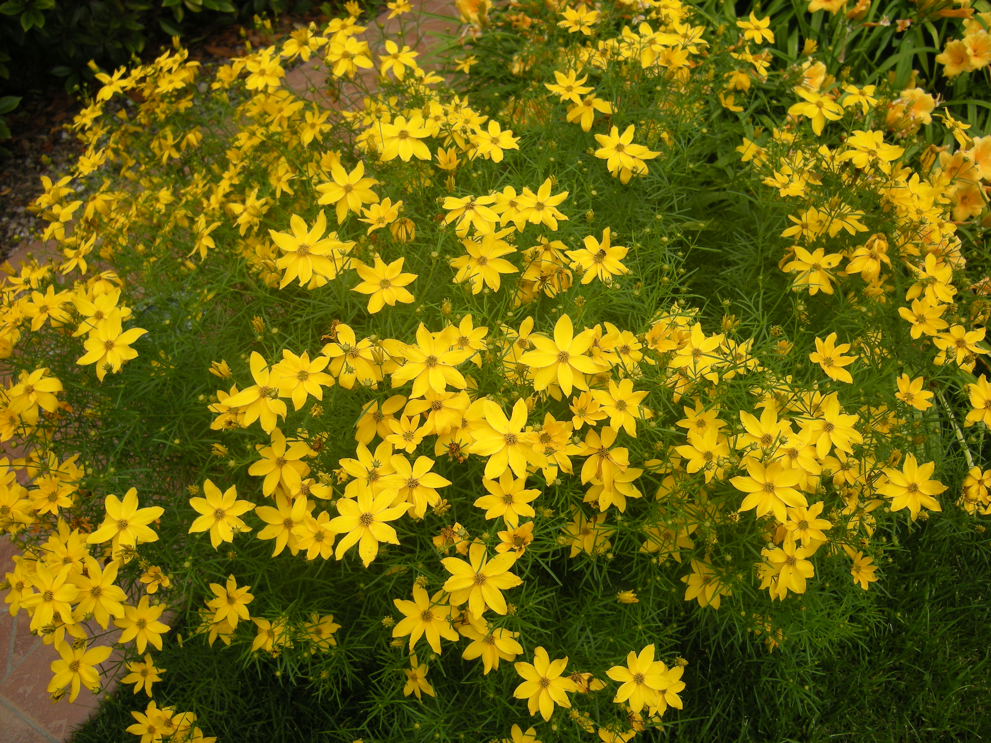 Cariopteris ed Hemerocallis gialli