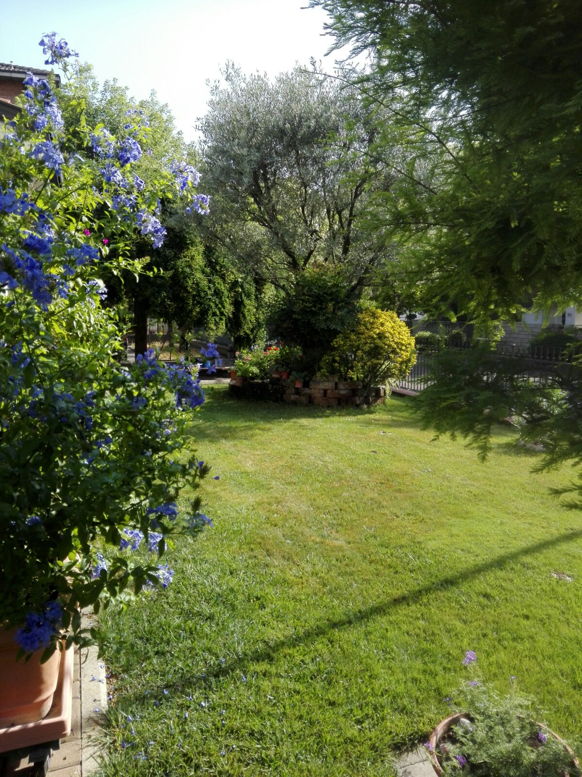 Manutenzione giardino a Soliera