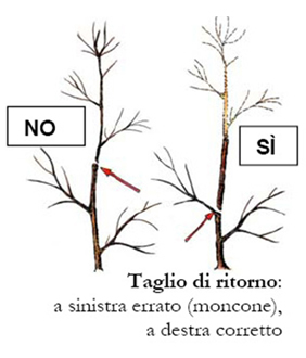 Taglio di ritorno