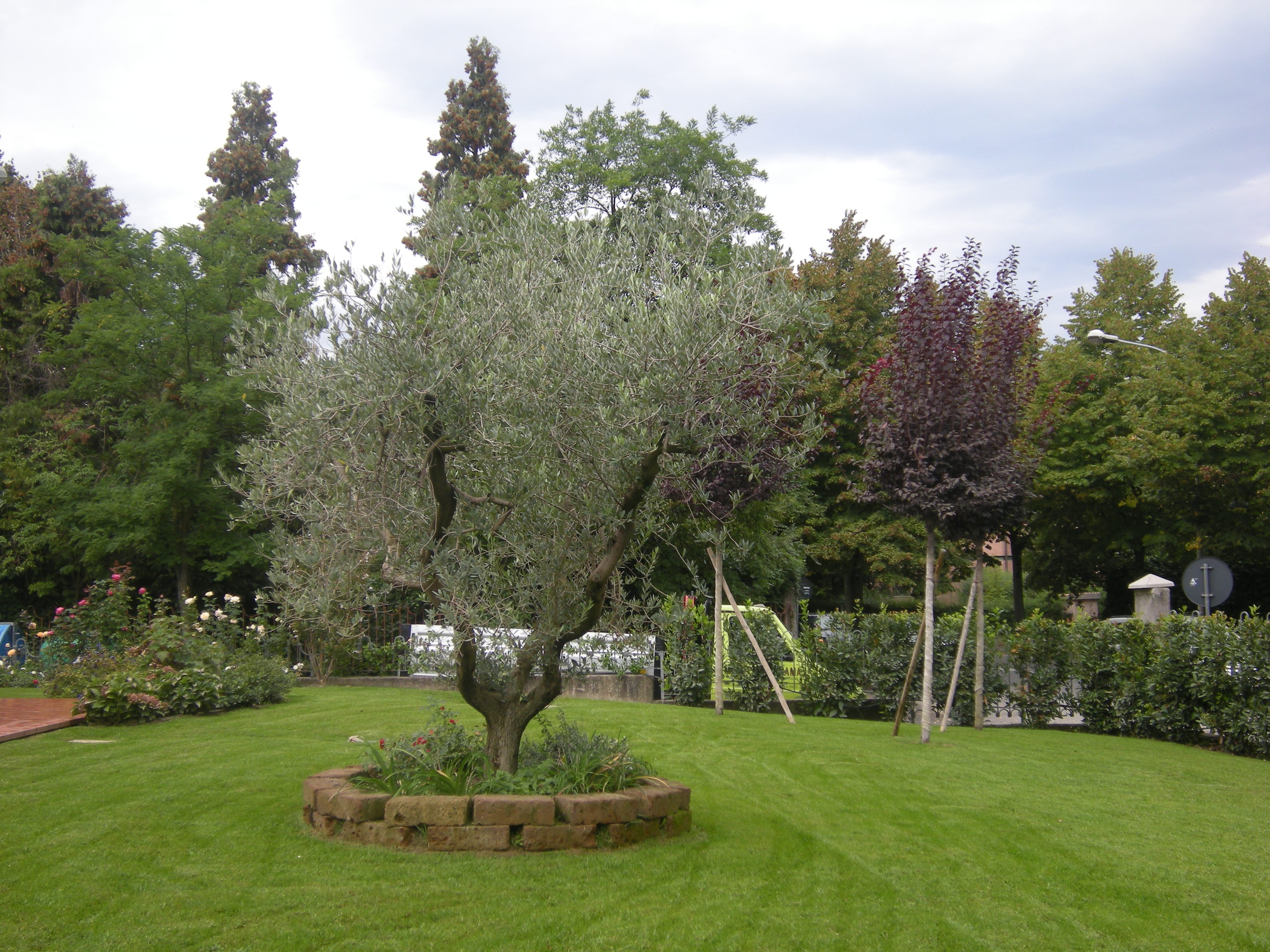 Ulivo, Prunus pissardi e Aiuola Acidofile