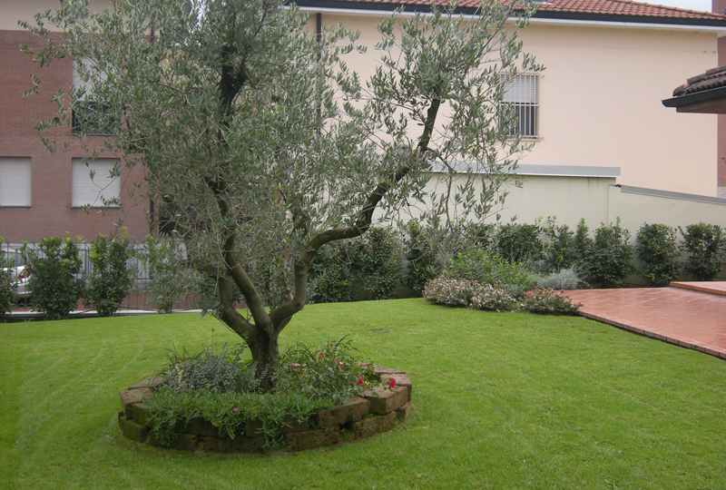 Aiuola Ulivo, Siepe di Alloro e Aiuola di Abelia, Hypericum Moserianum e Lavanda