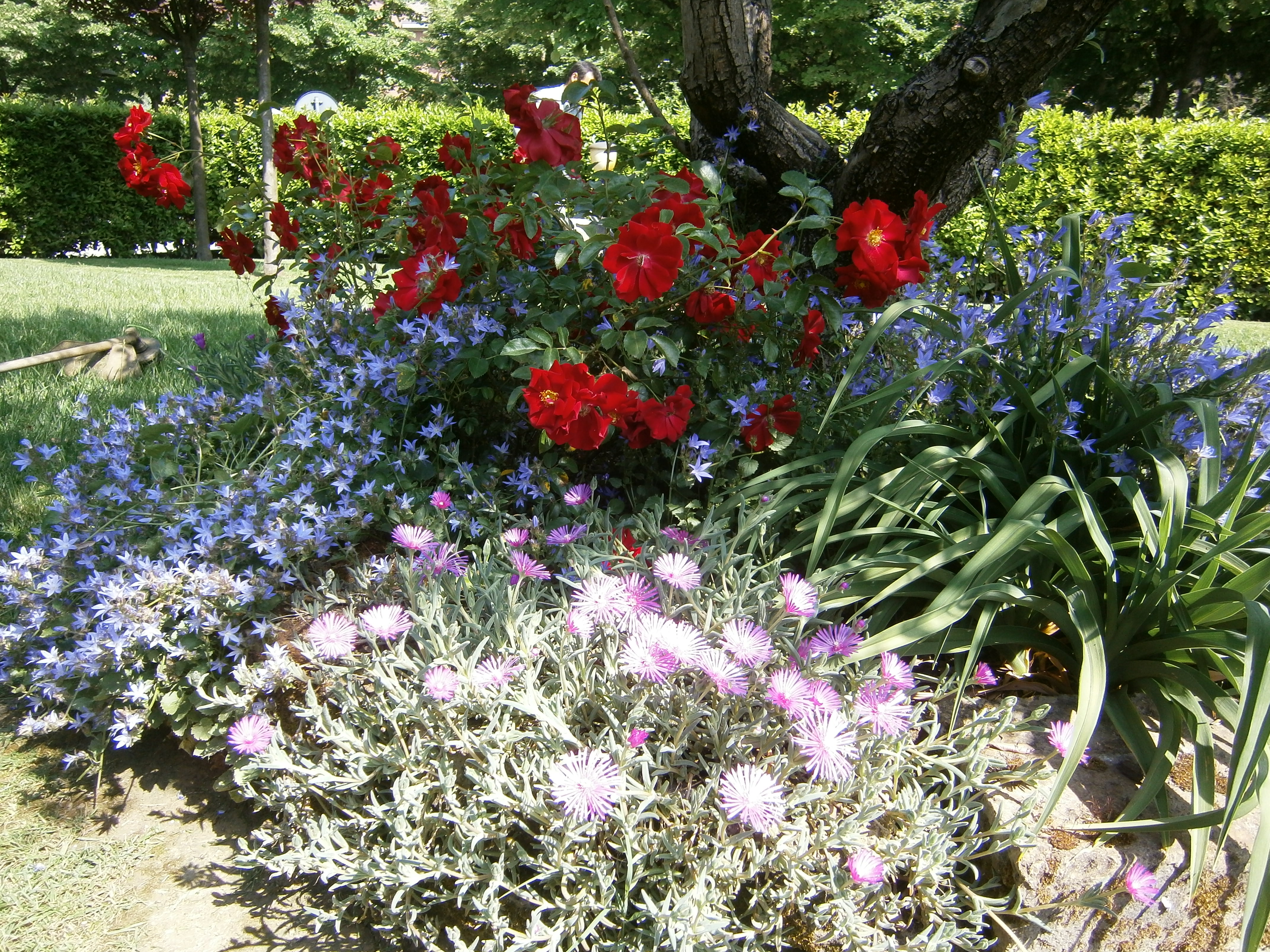 Delosperma, Campanule, Hemerocallis e Rosai  nell' Aiuola Ulivo