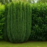 Piante ornamentali da siepe per privacy Naturale: Le migliori specie che proteggono sguardi e vento