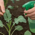 Gestione biologica degli afidi nell’orto: Metodi testati che non rischiano i raccolti