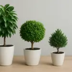 Come posizionare correttamente le piante nane? L’effetto visivo che dura a lungo senza cure eccessive