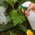 Come distinguere uno oidio su zucchine? Prevenire l’infestazione con un rimedio naturale