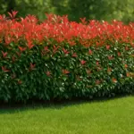 Perché scegliere la Photinia come siepe ornamentale? Vantaggi reali e manutenzione semplificata