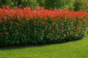 Perché scegliere la Photinia come siepe ornamentale? Vantaggi reali e manutenzione semplificata