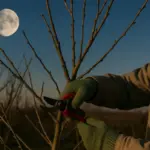 Da oggi luna calante: perché i vecchi giardinieri sceglievano questi giorni per le potature leggere