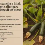 Zucchine stanche a inizio agosto: come allungare la produzione di un mese intero