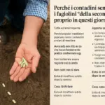 Perché i contadini seminavano i fagiolini “della seconda volta” proprio in questi giorni