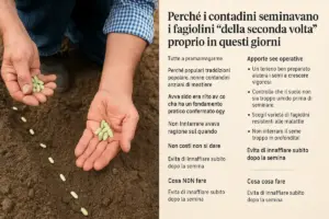 Perché i contadini seminavano i fagiolini “della seconda volta” proprio in questi giorni