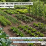 Famiglie botaniche nell’orto familiare: come usarle per ruotare senza sbagliare