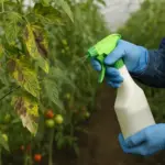 Peronospora su pomodoro in serra: il trattamento che cambia in spazio chiuso