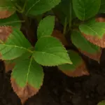 Foglie di ortensia marroni ai bordi: la causa che viene dal terreno