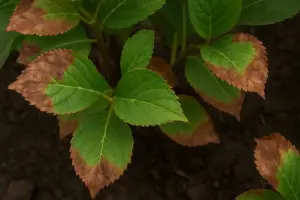 Foglie di ortensia marroni ai bordi: la causa che viene dal terreno