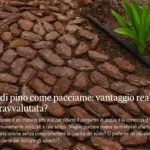 Corteccia di pino come pacciame: vantaggio reale o scelta sopravvalutata?