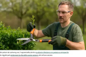 Quando potare le siepi in primavera: il segnale della pianta che quasi nessuno aspetta