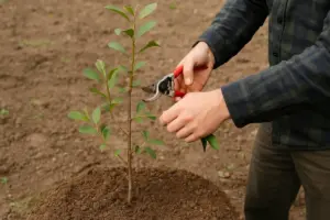 Come potare un albero da frutto al primo anno: il gesto che forma la struttura giusta