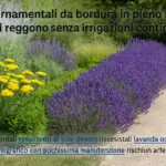 Piante ornamentali da bordura in pieno sole: quali reggono senza irrigazioni continue
