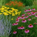 Piante perenni per colore continuo: abbinamenti che reggono anche l’estate secca
