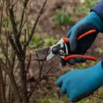 Potatura primaverile dopo un inverno freddo: come capire cosa ha sofferto davvero