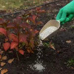Concime autunnale sulle piante perenni: il metodo che evita danni alle radici in inverno