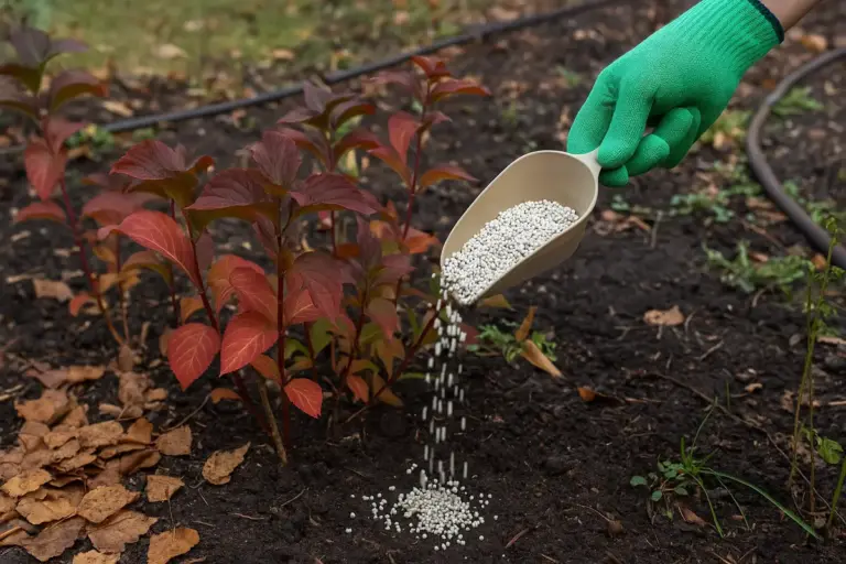 Concime autunnale sulle piante perenni: il metodo che evita danni alle radici in inverno