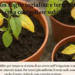 Piante con foglie ingiallite e terreno sempre umido: cosa controllare subito