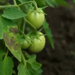 Peronospora nelle prime settimane del pomodoro: il segnale che anticipa il danno
