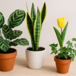 Come scegliere piante ornamentali per principianti: l’abbinamento che non delude