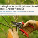 Quali rami tagliare per primi in primavera: la scelta che accelera la ripresa vegetativa