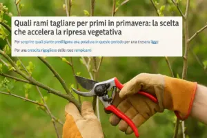 Quali rami tagliare per primi in primavera: la scelta che accelera la ripresa vegetativa
