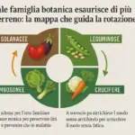 Quale famiglia botanica esaurisce di più il terreno: la mappa che guida la rotazione