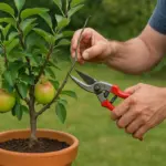 Alberi da frutto nani in vaso: la potatura che evita il blocco della fruttificazione