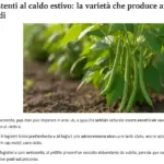 Fagiolini resistenti al caldo estivo: la varietà che produce anche sopra i 35 gradi