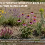 Quali piante ornamentali fioriscono in pieno sole? le scelte per suoli poveri e asciutti