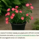 Rosa tappezzante in vaso: l’errore di contenitore che blocca la diffusione
