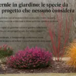 Colore invernale in giardino: le specie da inserire in progetto che nessuno considera